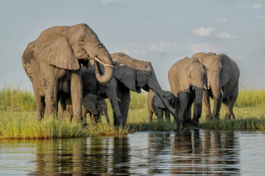 Elephants drinking at the Chobe river between Namibia and Botswana in the afternoon seen from a boat.