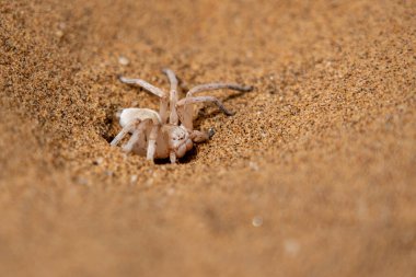 Dans eden beyaz kadın örümcek. Bu örümcek (Leucorchestris arenicola) Namibya 'nın Namib Çölü' nde Swakopmund yakınlarında gördük..