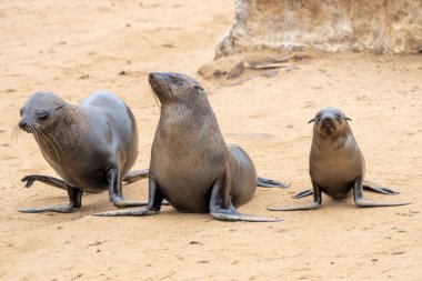 Plajda foklar var. Cape Cross Seal Reserve, Cape foklarının (Arctocephalus pusillus) dünyanın en büyük üreme kolonisi. Kütüphanede üç aylık yavrular var..