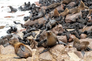 Plajda foklar var. Cape Cross Seal Reserve, Cape foklarının (Arctocephalus pusillus) dünyanın en büyük üreme kolonisi. Kütüphanede üç aylık yavrular var..