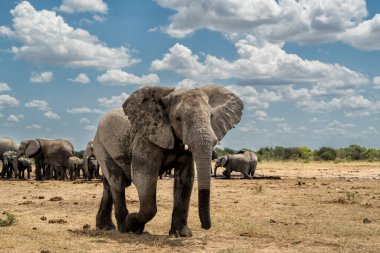 Etosha 'daki genç fil boğası. Bu genç boğa Namibya 'daki Etosha Ulusal Parkı' ndaki bir su birikintisini ziyaret ettikten sonra baskın davranışlar sergiliyor..