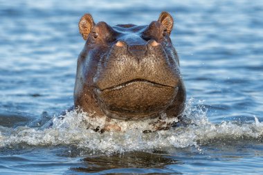 Botswana ve Namibya arasındaki sınırdaki Chobe Nehri 'ndeki su aygırları baskın bir davranış sergiliyor..  