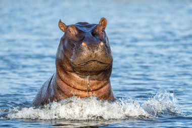 Botswana ve Namibya arasındaki sınırdaki Chobe Nehri 'ndeki su aygırları baskın bir davranış sergiliyor..  