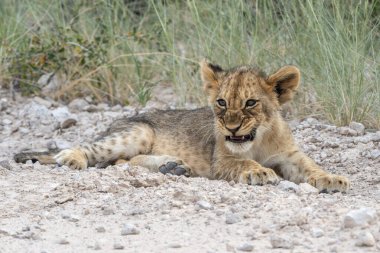 Bu aslan yavrusu, Namibya 'daki Etosha Ulusal Parkı' nda annesi ile birlikte açıkta dinleniyordu.. 