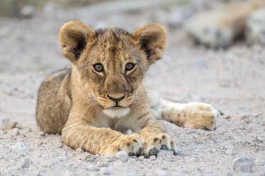 Bu aslan yavrusu, Namibya 'daki Etosha Ulusal Parkı' nda annesi ile birlikte açıkta dinleniyordu.. 