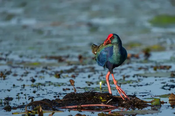 stock image African purple swamphen or Purple gallinule ( Porphyrio madagascariensis)  foraging while walking on water lily leaves in a cove in the Chobe River between Namibia and Botswana