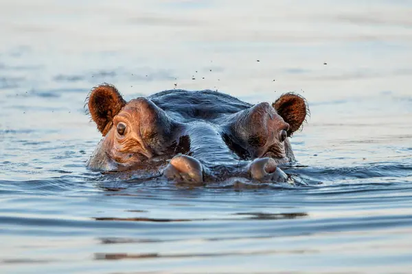 stock image Hippopotamus in the Chobe River on the border between Botswana and Namibia shows dominant behaviour.  