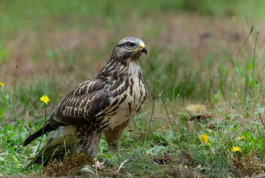 Hollanda 'nın Noord Brabant ormanında yiyecek arayan Akbaba (Buteo buteo). Orman arkaplanı