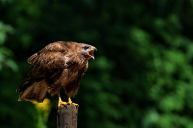 Hollanda 'nın Noord Brabant ormanında yiyecek arayan Akbaba (Buteo buteo). Orman arkaplanı