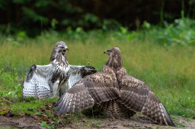 Hollanda 'nın Noord Brabant ormanında Akbaba (Buteo buteo) başka bir akbabaya saldırır. Yeşil orman arka planı