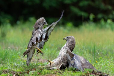 Hollanda 'nın Noord Brabant ormanında Akbaba (Buteo buteo) başka bir akbabaya saldırır. Yeşil orman arka planı