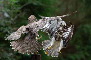 Hollanda 'nın Noord Brabant ormanında Akbaba (Buteo buteo) başka bir akbabaya saldırır. Yeşil orman arka planı