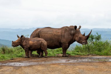 Beyaz gergedan (Ceratotherium simum) anne ve yavrusu Güney Afrika 'daki Hluhluwe Oyun Rezervi' nde yürüyüp besleniyorlar.