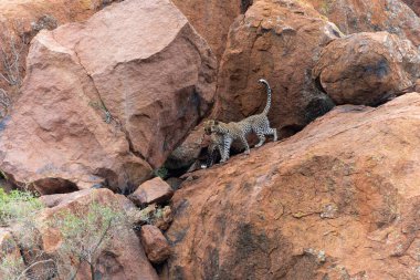 Buzlu leopar. Bu leopar anne 1 yaşındaki yavrusunu Güney Afrika 'daki Pilanesberg Ulusal Parkı' ndaki kayalıklarda saklandığı yerde ziyaret ediyor.