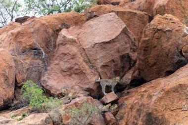 Buzlu leopar. Bu leopar anne 1 yaşındaki yavrusunu Güney Afrika 'daki Pilanesberg Ulusal Parkı' ndaki kayalıklarda saklandığı yerde ziyaret ediyor.