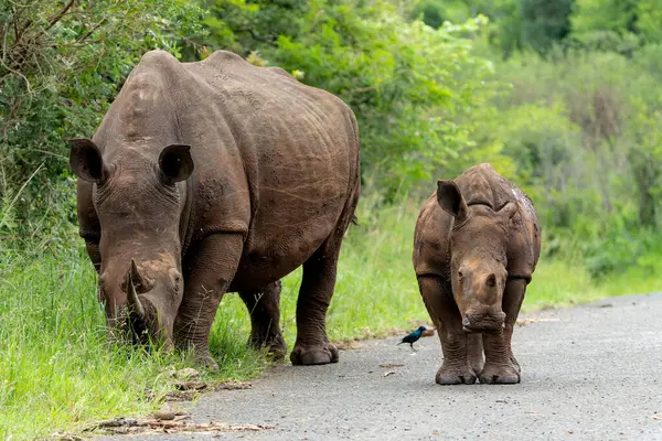 stock image White rhinoceros (Ceratotherium simum) mother and calf walking around and feeding in Hluhluwe Game Reserve  in South Africa