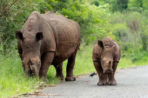 Beyaz gergedan (Ceratotherium simum) anne ve yavrusu Güney Afrika 'daki Hluhluwe Oyun Rezervi' nde yürüyüp besleniyorlar.