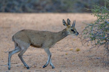 Erkek klipspringer (Oreotragus oreotragus) Namibya 'daki Spitzkoppe Dağları' ndaki granit kayalar arasında yiyecek arıyor