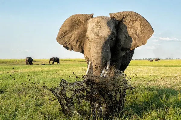 Stock image Close encounter with a bull elephant from a boat. African elephant showing dominant behaviour at the Chobe River between Botswana and Namibia in the green season.