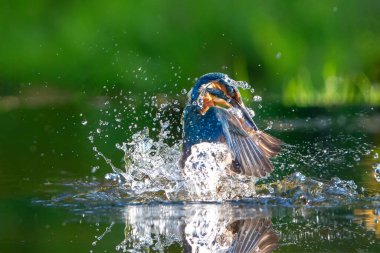 Hollanda 'da bir ormanda balık yakalamaya çalışırken Kingfisher (Alcedo) uçan ve dalış yapar.