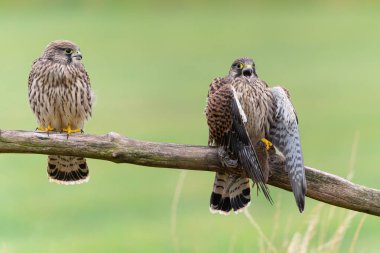 Hollanda 'daki çayırlarda aileleri tarafından beslendikleri bir direğin üzerinde oturan yaygın Kestrel (Falco innunculus) yavrusu 