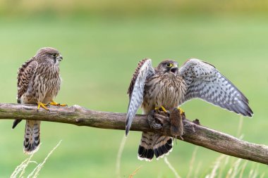 Hollanda 'daki çayırlarda aileleri tarafından beslendikleri bir direğin üzerinde oturan yaygın Kestrel (Falco innunculus) yavrusu 