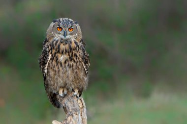 Hollanda 'nın Gelderland kentindeki bir direkte oturan Avrasya Kartalı Baykuşu (Bubo bubo)    