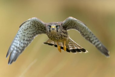 Hollanda 'daki çayırlarda uçan yaygın Kestrel (Falco innunculus) yavrusu       