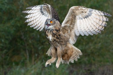 Hollanda 'nın Gelderland kentindeki bir gölün üzerinde uçan Avrupa Kartal Baykuşu (Bubo bubo).     