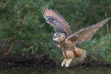 Hollanda 'nın Gelderland kentindeki bir gölün üzerinde uçan Avrupa Kartal Baykuşu (Bubo bubo).     