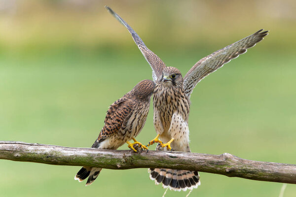 Common Kestrel (Falco innunculus) juvenile sitting on a pole where they are fed by their parents in the meadows in the Netherlands 