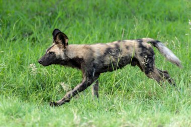 Afrika Vahşi Köpeği Güney Afrika 'daki Kruger Ulusal Parkı' nda oynuyor, koşuyor ve yiyecek arıyor.