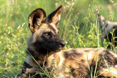 Afrika Vahşi Köpeği Güney Afrika 'daki Kruger Ulusal Parkı' nda oynuyor, koşuyor ve yiyecek arıyor.