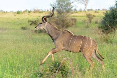 Daha büyük Kudu erkeği Güney Afrika 'daki Kruger Ulusal Parkı' nda yiyecek arıyor.