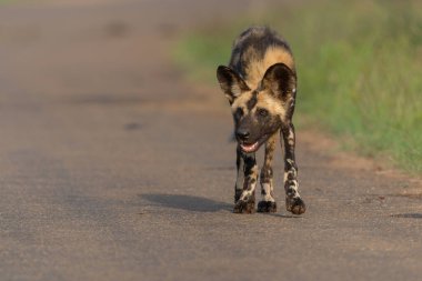 Afrika Vahşi Köpeği Güney Afrika 'daki Kruger Ulusal Parkı' nda oynuyor, koşuyor ve yiyecek arıyor.