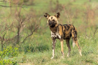 Afrika Vahşi Köpeği Güney Afrika 'daki Kruger Ulusal Parkı' nda oynuyor, koşuyor ve yiyecek arıyor.