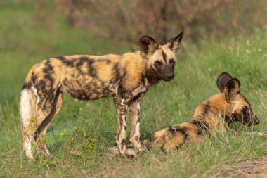 Afrika Vahşi Köpeği Güney Afrika 'daki Kruger Ulusal Parkı' nda oynuyor, koşuyor ve yiyecek arıyor.