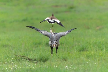 Güney Afrika 'daki Pilanesberg Ulusal Parkı' ndaki bir kanat saldırısına karşı kendini savunan Sekreter Kuş (Sagittarius Serpentarius)