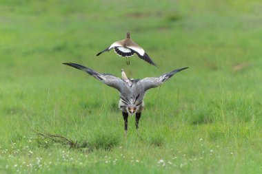 Secretarybird or secretary bird (Sagittarius serpentarius) defending himself against an attack of a lapwing in Pilanesberg National Park in South Africa clipart