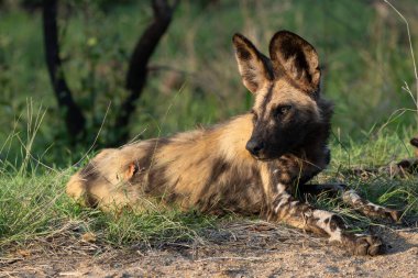 Afrika Vahşi Köpeği Güney Afrika 'daki Kruger Ulusal Parkı' nda oynuyor, koşuyor ve yiyecek arıyor.