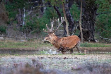 Kızıl geyik (Cervus elaphus) Hollanda 'daki Hoge Veluwe Ulusal Parkı' nda çiftleşme mevsiminde ormanda fundalık bir alanda baskın davranışlar sergiliyor.
