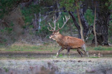 Kızıl geyik (Cervus elaphus) Hollanda 'daki Hoge Veluwe Ulusal Parkı' nda çiftleşme mevsiminde ormanda fundalık bir alanda baskın davranışlar sergiliyor.