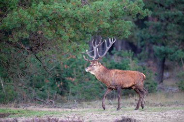 Kızıl geyik (Cervus elaphus) Hollanda 'daki Hoge Veluwe Ulusal Parkı' nda çiftleşme mevsiminde ormanda fundalık bir alanda baskın davranışlar sergiliyor.