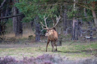 Kızıl geyik (Cervus elaphus) Hollanda 'daki Hoge Veluwe Ulusal Parkı' nda çiftleşme mevsiminde ormanda fundalık bir alanda baskın davranışlar sergiliyor.