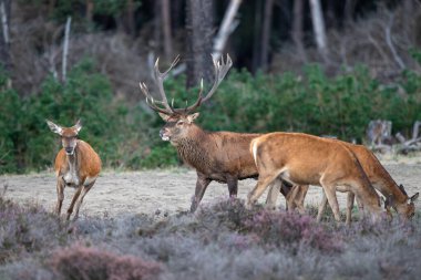 Kızıl geyik (Cervus elaphus) Hollanda 'daki Hoge Veluwe Ulusal Parkı' nda çiftleşme mevsiminde ormanda fundalık bir alanda baskın davranışlar sergiliyor.