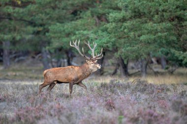 Kızıl geyik (Cervus elaphus) Hollanda 'daki Hoge Veluwe Ulusal Parkı' nda çiftleşme mevsiminde ormanda fundalık bir alanda baskın davranışlar sergiliyor.