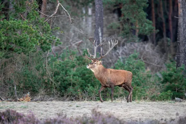 Kızıl geyik (Cervus elaphus) Hollanda 'daki Hoge Veluwe Ulusal Parkı' nda çiftleşme mevsiminde ormanda fundalık bir alanda baskın davranışlar sergiliyor.