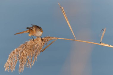 Bearded reedling (Panurus biarmicus) also known as the bearded tit or the bearded parrotbill. This female is eating seeds in the reed in the late afternoon sunlight in wintertime in the Netherlands