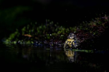 Eurasian blue tit (Cyanistes caeruleus) taking a bath in the forest in the Netherlands. Black background