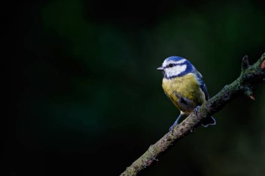 Eurasian blue tit (Cyanistes caeruleus) sitting on a branch in the forest in the Netherlands. Black background